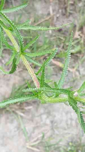 Chinese yarrow(Achillea alpina)