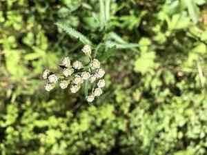 Chinese yarrow(Achillea alpina)