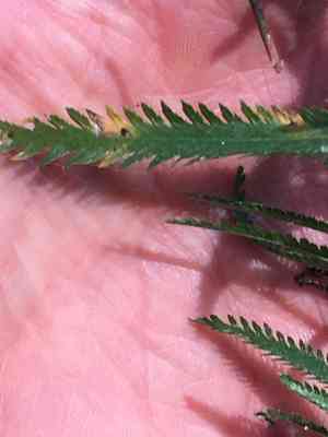 Chinese yarrow(Achillea alpina)