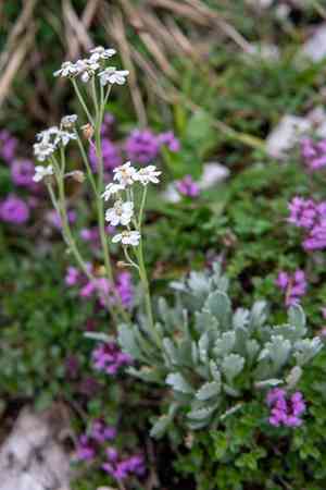 Silvery yarrow(Achillea clavennae)