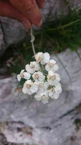 Silvery yarrow(Achillea clavennae)