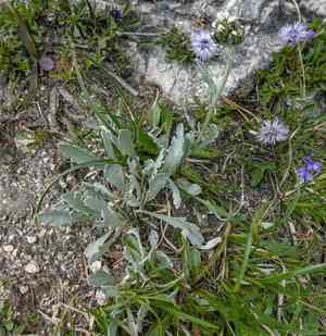 Silvery yarrow(Achillea clavennae)