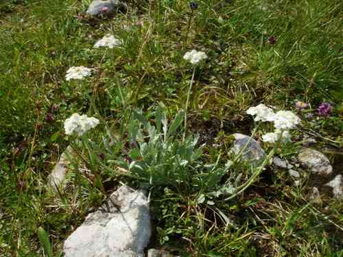 Silvery yarrow(Achillea clavennae)