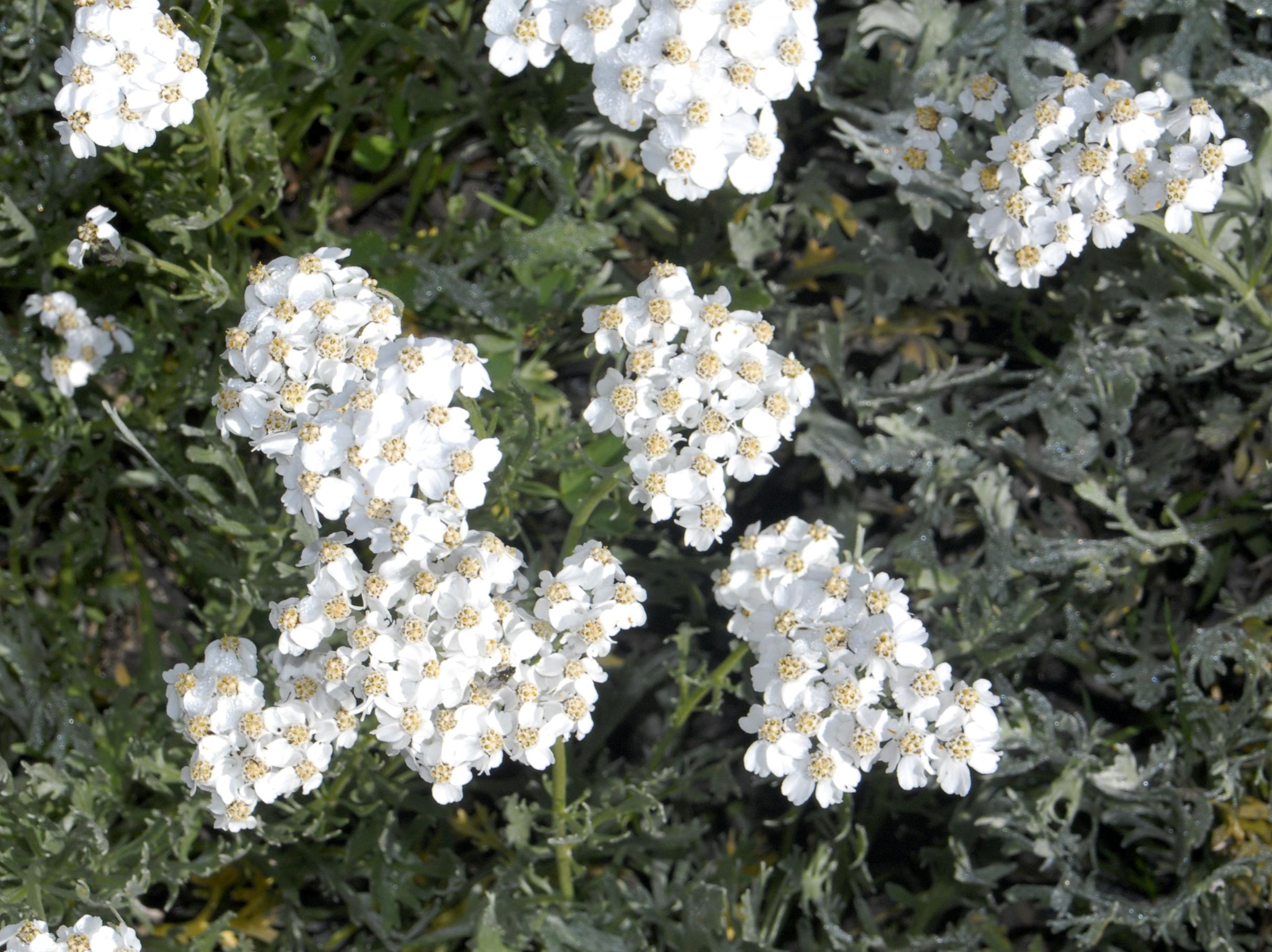 Silvery yarrow(Achillea clavennae)