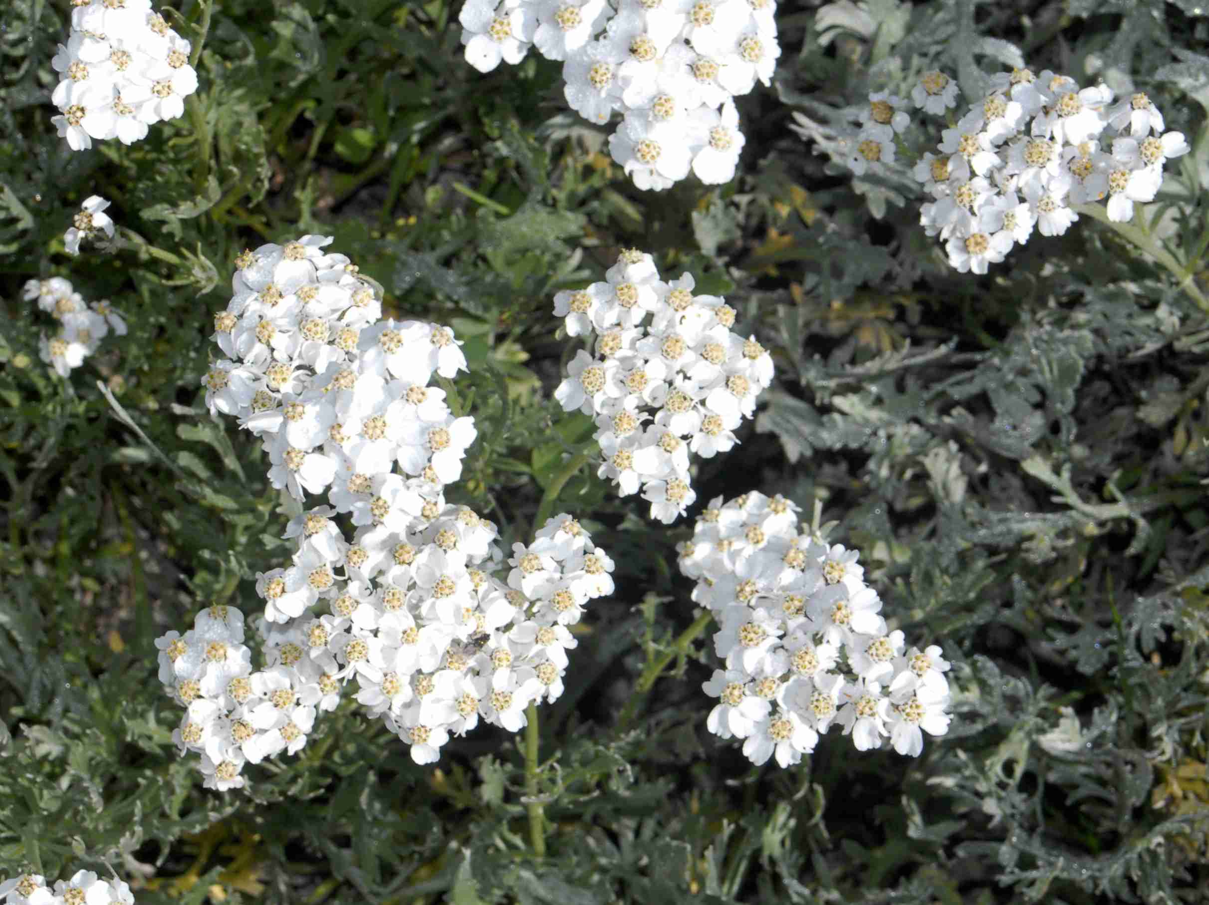 Silvery yarrow (Achillea clavennae)