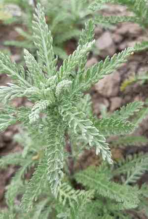 Achillea crithmifolia(Achillea crithmifolia)