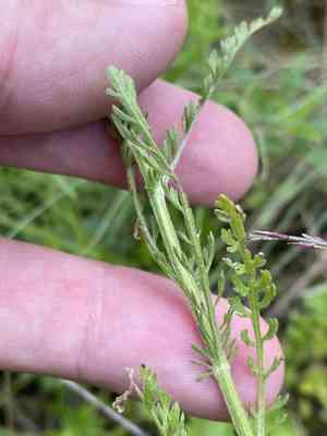 Achillea crithmifolia(Achillea crithmifolia)