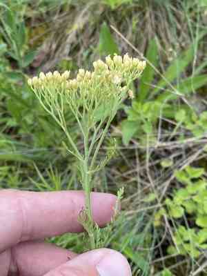Achillea crithmifolia(Achillea crithmifolia)