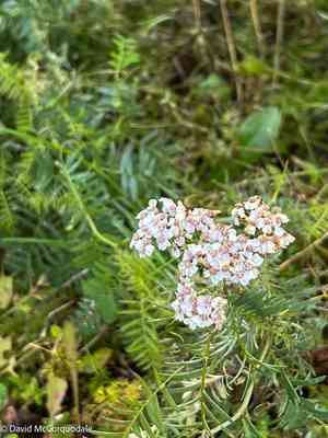 Common yarrow(Achillea millefolium)