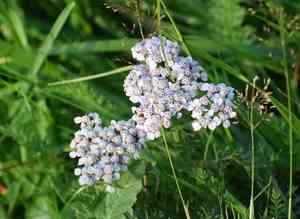 Common yarrow(Achillea millefolium)