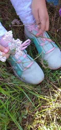 Common yarrow(Achillea millefolium)
