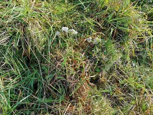 Common yarrow(Achillea millefolium)