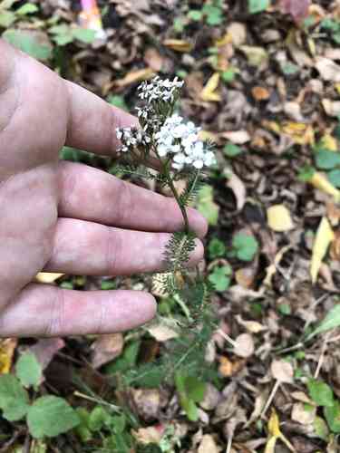 Common yarrow(Achillea millefolium)