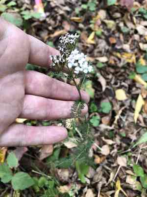 Common yarrow(Achillea millefolium)