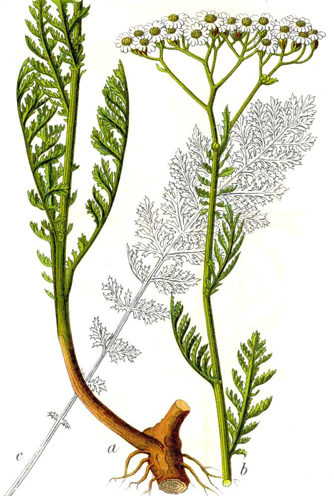 Noble yarrow(Achillea nobilis)