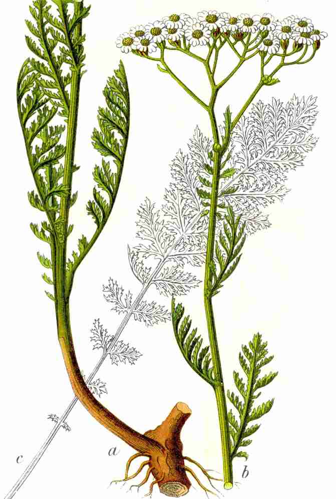 Noble yarrow (Achillea nobilis)