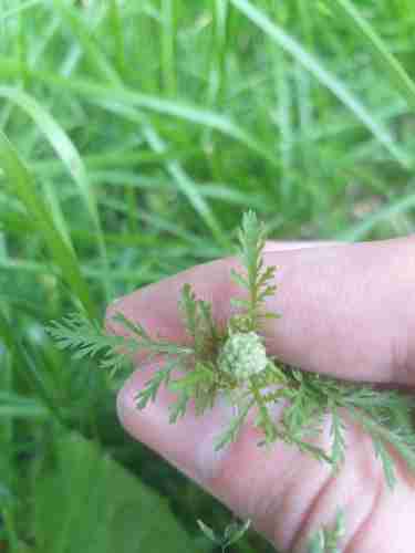 Noble yarrow(Achillea nobilis)