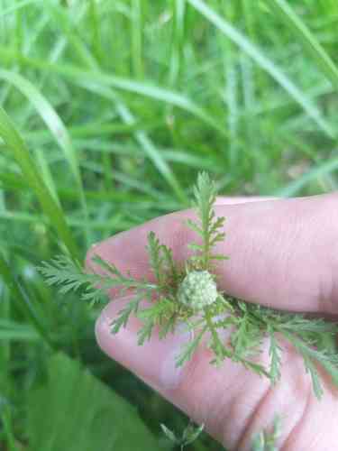 Noble yarrow(Achillea nobilis)