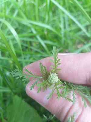 Noble yarrow(Achillea nobilis)