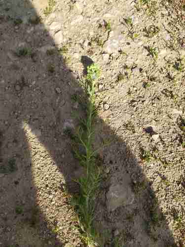 Noble yarrow(Achillea nobilis)