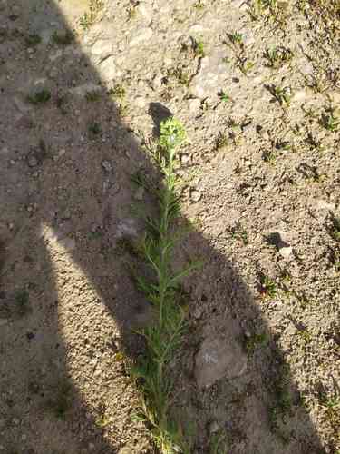 Noble yarrow(Achillea nobilis)