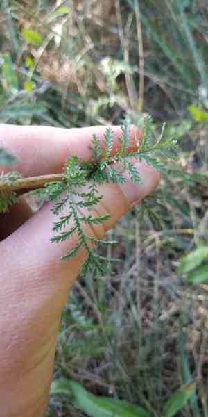 Noble yarrow(Achillea nobilis)
