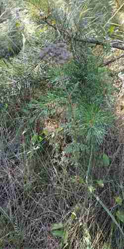 Noble yarrow(Achillea nobilis)