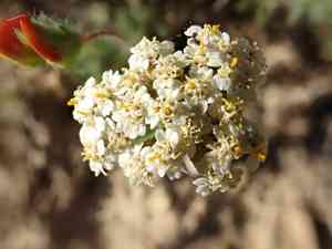 Cream flowered sneezewort(Achillea odorata)
