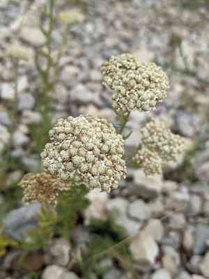 Cream flowered sneezewort(Achillea odorata)