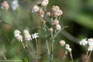 Sneezewort(Achillea ptarmica)