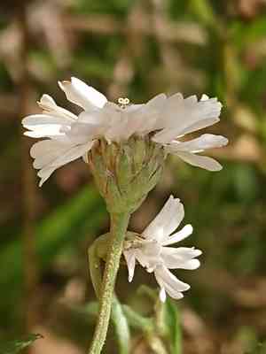 Sneezewort(Achillea ptarmica)