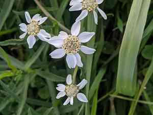 Sneezewort(Achillea ptarmica)