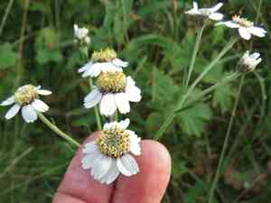 Sneezewort(Achillea ptarmica)