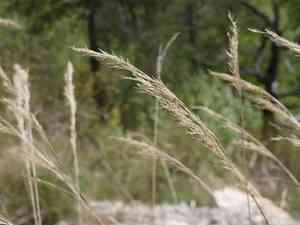 Silber rauhgras(Achnatherum calamagrostis)