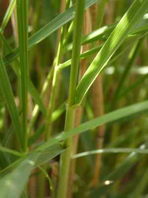 Silber rauhgras(Achnatherum calamagrostis)