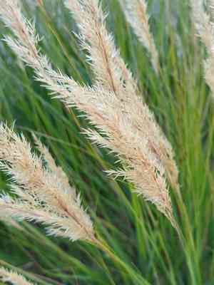 Silber rauhgras(Achnatherum calamagrostis)