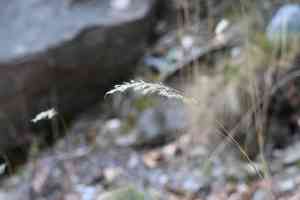 Silber rauhgras(Achnatherum calamagrostis)