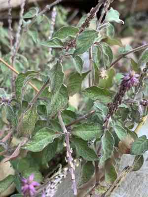Prickly chaff flower(Achyranthes aspera)