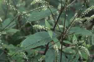 Prickly chaff flower(Achyranthes aspera)