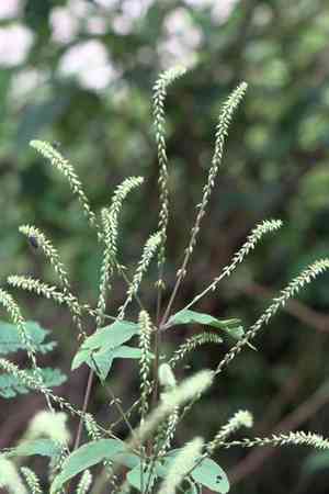 Prickly chaff flower(Achyranthes aspera)