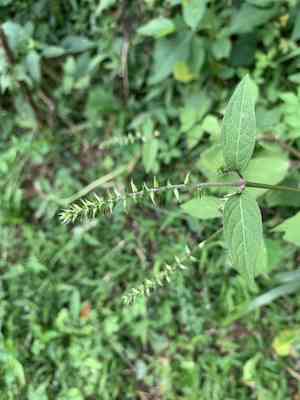 Ox knee(Achyranthes bidentata)