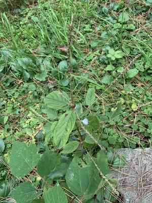 Ox knee(Achyranthes bidentata)