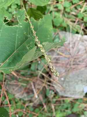 Ox knee(Achyranthes bidentata)