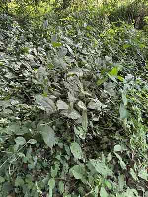 Ox knee(Achyranthes bidentata)