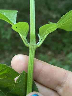 Japanese chaff flower(Achyranthes japonica)