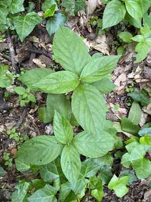 Japanese chaff flower(Achyranthes japonica)