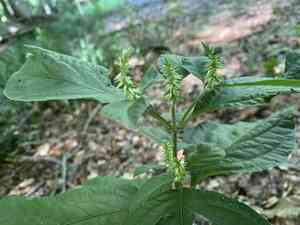 Japanese chaff flower(Achyranthes japonica)