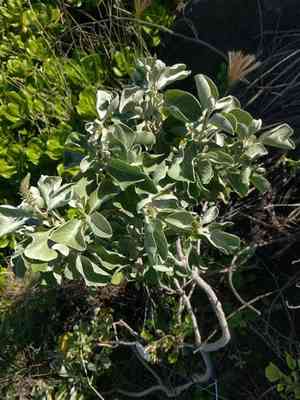 Maui chaff flower(Achyranthes splendens)