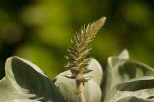 Maui chaff flower(Achyranthes splendens)