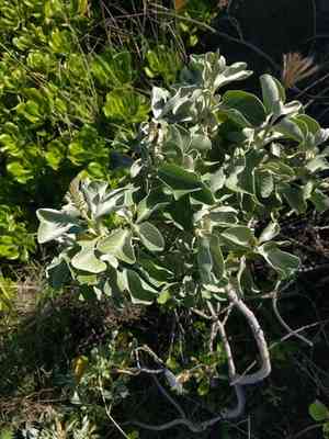 Maui chaff flower(Achyranthes splendens)